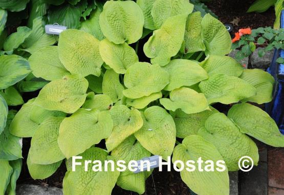 Hosta Centerfold